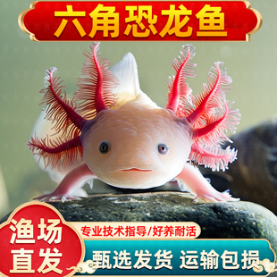 六角恐龙鱼冷水淡水鱼好养耐活美蝾螈水族六角活体两栖动物宠物鱼