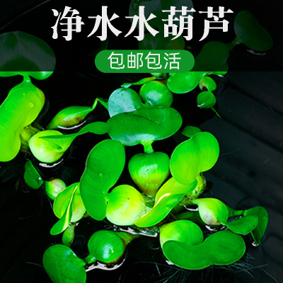 浮萍水葫芦水草浮萍鱼缸乌龟虾