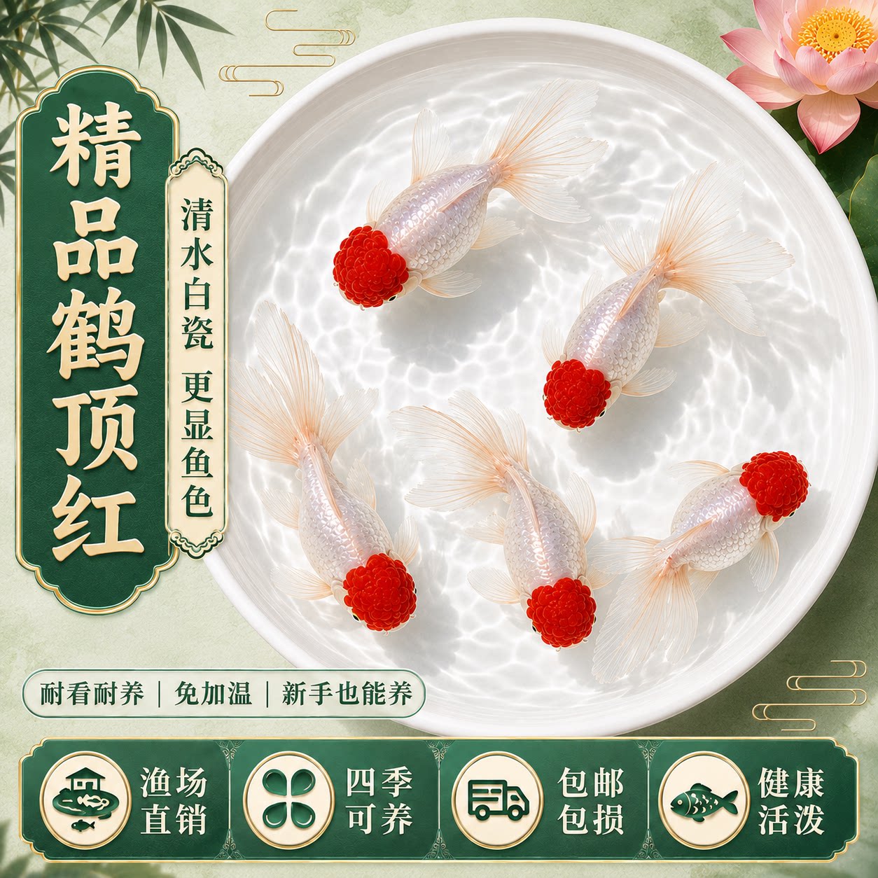 顺丰鹤顶红小金鱼活鱼冷水鸿运当头鱼新手好养鱼狮子头不加温丹顶图片