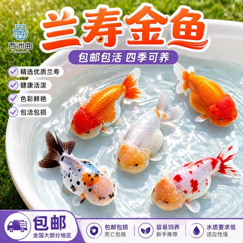 兰寿金鱼冷水鱼观赏鱼小红鱼苗活体观赏鱼泰狮金鱼好养易存活