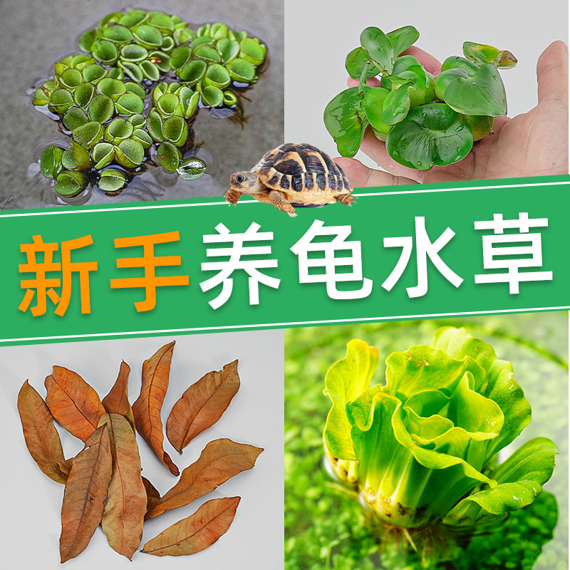 乌龟专用缸乌龟活物养乌龟水草小宠物造景植物巴西龟水草龟缸用品,宠物/宠物食品及用品,观赏龟/鳖饲料,淘宝优惠券,粉丝福利购,淘宝优惠卷