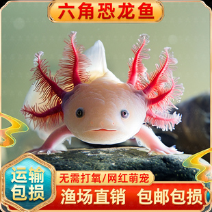 六角恐龙鱼冷水淡水鱼好养耐活美蝾螈水族六角活体两栖动物宠物鱼