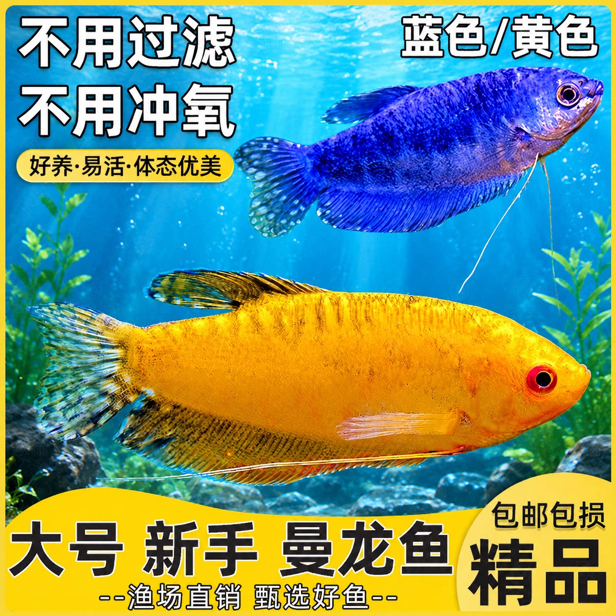 曼龙鱼热带观赏鱼黄曼龙蓝曼龙五彩血珍珠马甲球活体小型淡水鱼