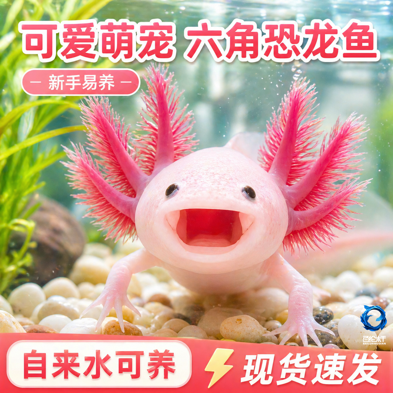 六角恐龙鱼冷水淡水鱼好养耐活六角龙鱼易存活小鱼苗动物宠物鱼