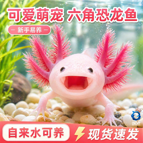 六角恐龙鱼冷水鱼易存活小鱼苗