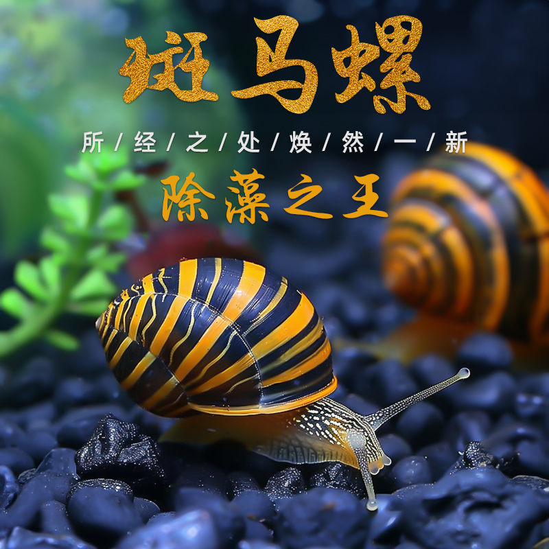 斑马螺除藻神器冷水清道夫鱼缸吃
