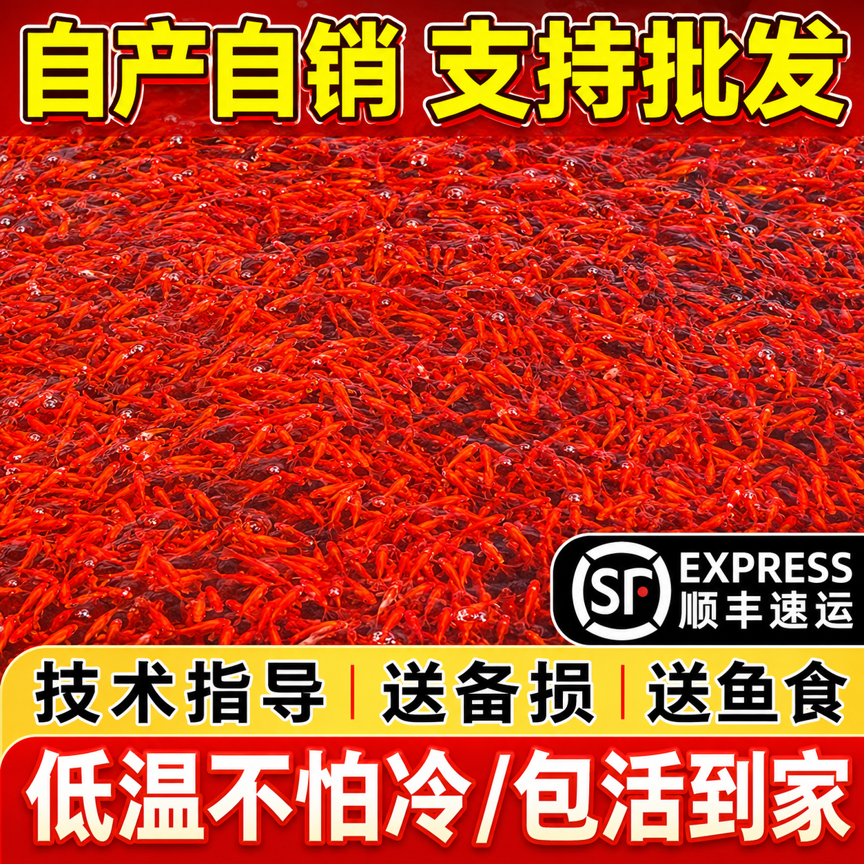 顺丰红草金鱼好养耐活长尾大红草冷水淡水鱼观赏鱼小红鱼锦鲤活体
