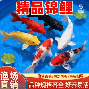 锦鲤鱼活鱼冷水淡水鱼苗观赏鱼金鱼小型好养耐活红鲤鱼小锦鲤