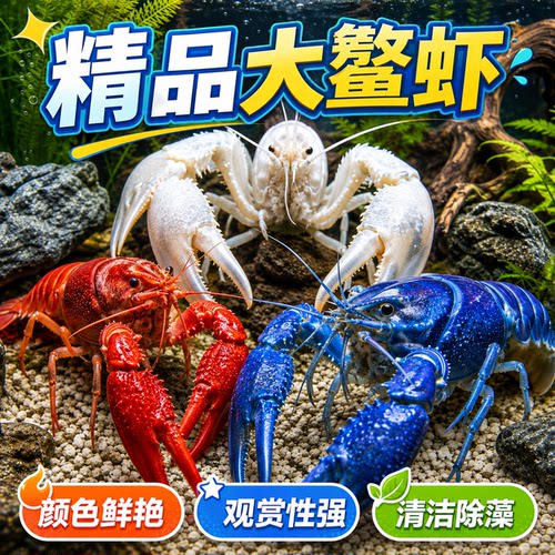 鳌虾观赏虾苗淡水冷水耐活体宠物红白蓝小龙虾冷水龙虾苗火山原生