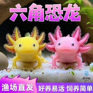 六角恐龙鱼观赏鱼冷水鱼蝾螈宠物鱼活体网红鱼淡水鱼好养易存活
