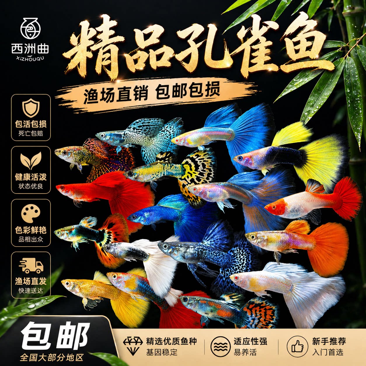孔雀鱼纯种观赏鱼小型淡水好养热带鱼活体清道夫斑马金鱼小鱼鱼苗