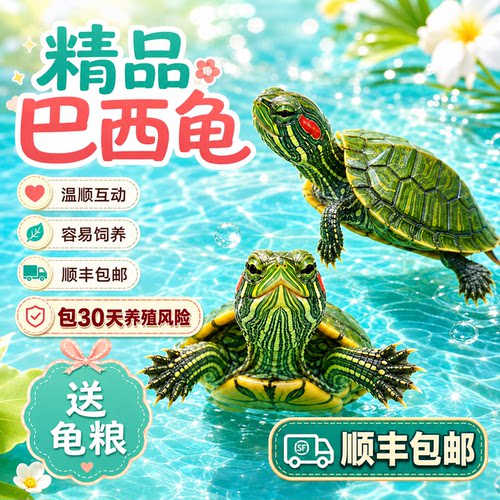 顺丰巴西龟活物小乌龟活体观赏宠物乌龟水龟红耳龟活物乌龟情侣龟