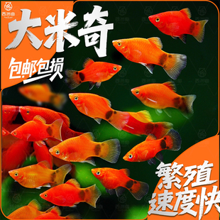 米奇胎生鱼直接生小鱼新手红色小鱼皮球鱼玛丽球孔雀好养生崽狂魔