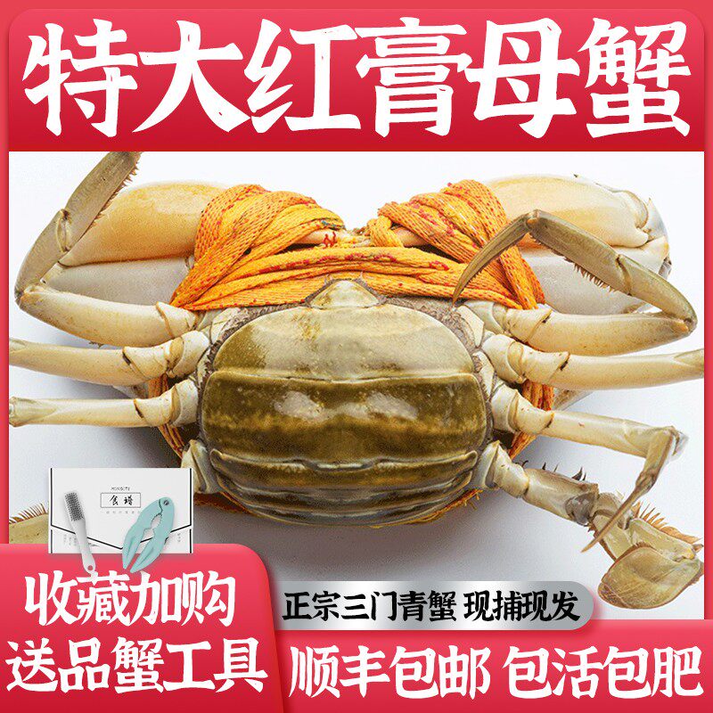 正宗三门青蟹大红膏蟹公母特大鲜活螃蟹  红鲟海蟹海鲜水产2斤装