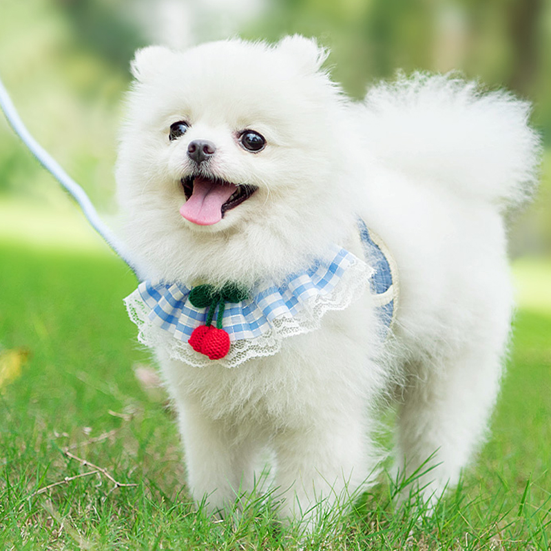 小狗狗牵引绳背心式小型幼犬比熊