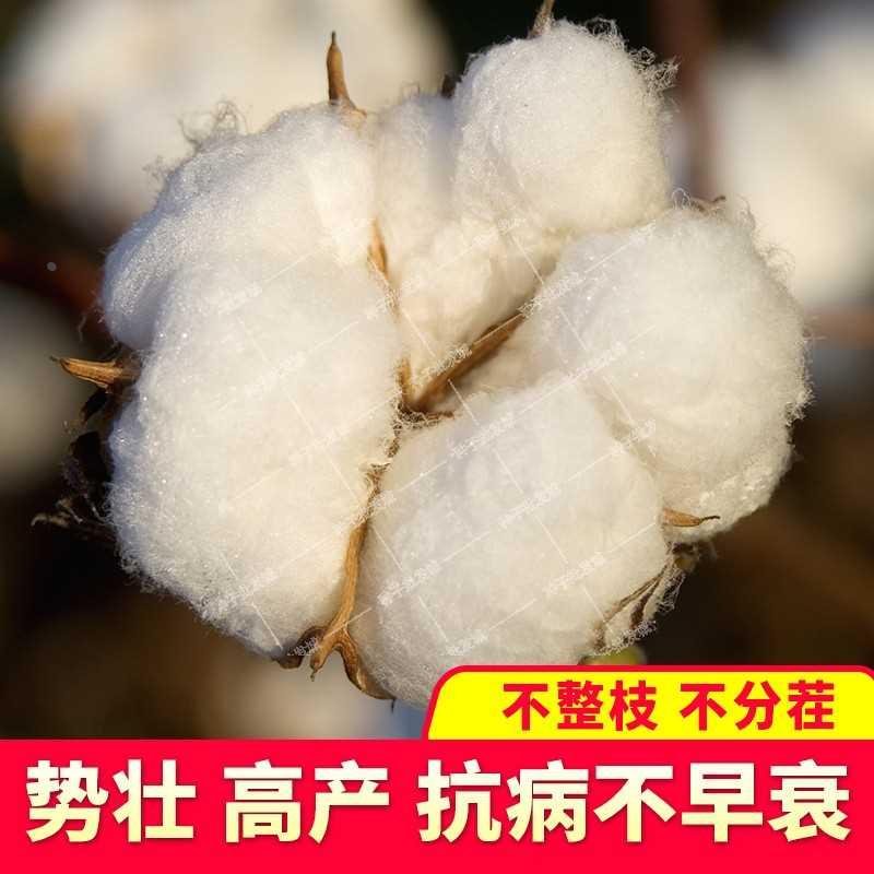 懒汉国种子棉花邢源 审抗虫棉花种子高产 抗病杂交棉大铃棉