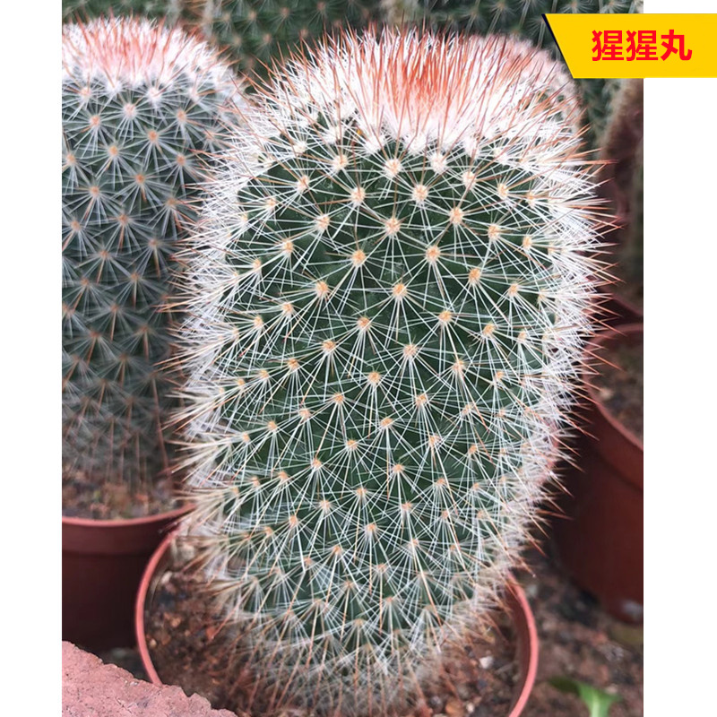 实生猩猩丸大颗仙人球 开花趣味多肉植物 办公室桌面防辐射小盆栽