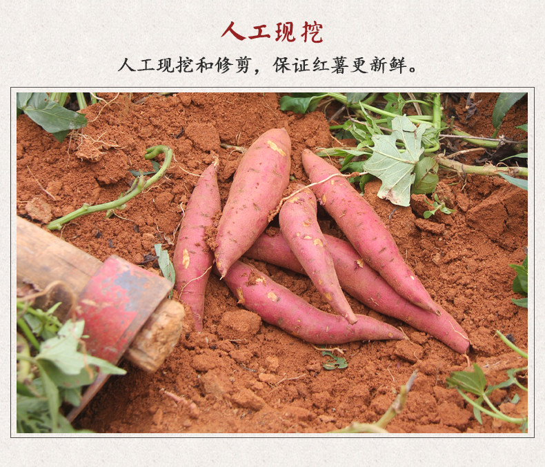 陕西虢王黄心板栗红薯新鲜现挖现发蜜薯秦署蒸烤香甜软糯烤地瓜