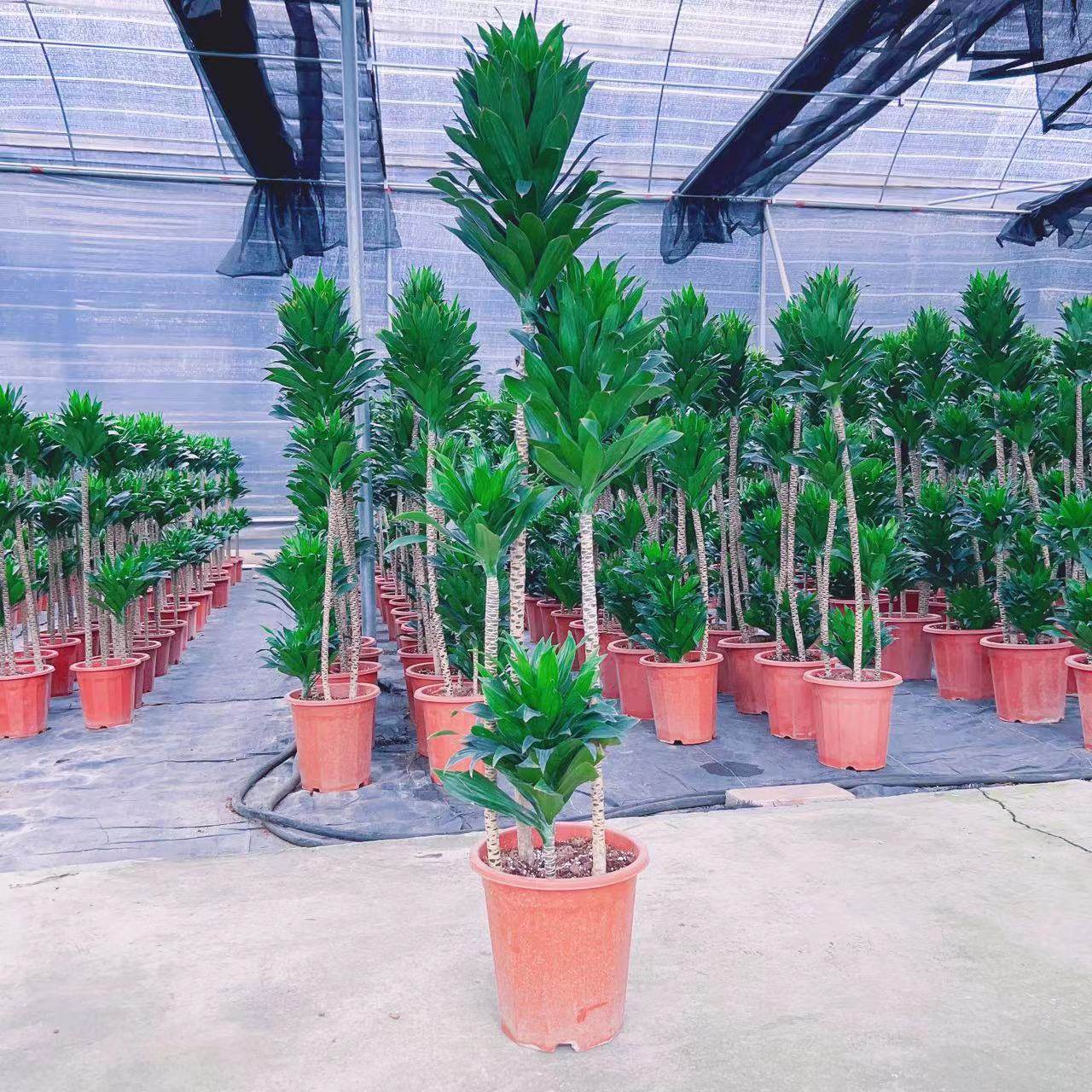 太阳神密叶朱蕉耐阴耐干吸甲醛