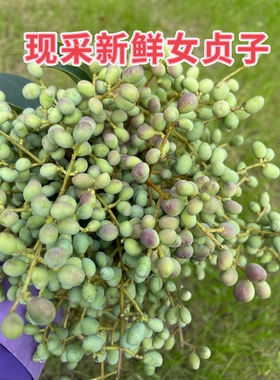 野生新鲜女贞子现采女贞子煮洗发水做洗发皂女贞子