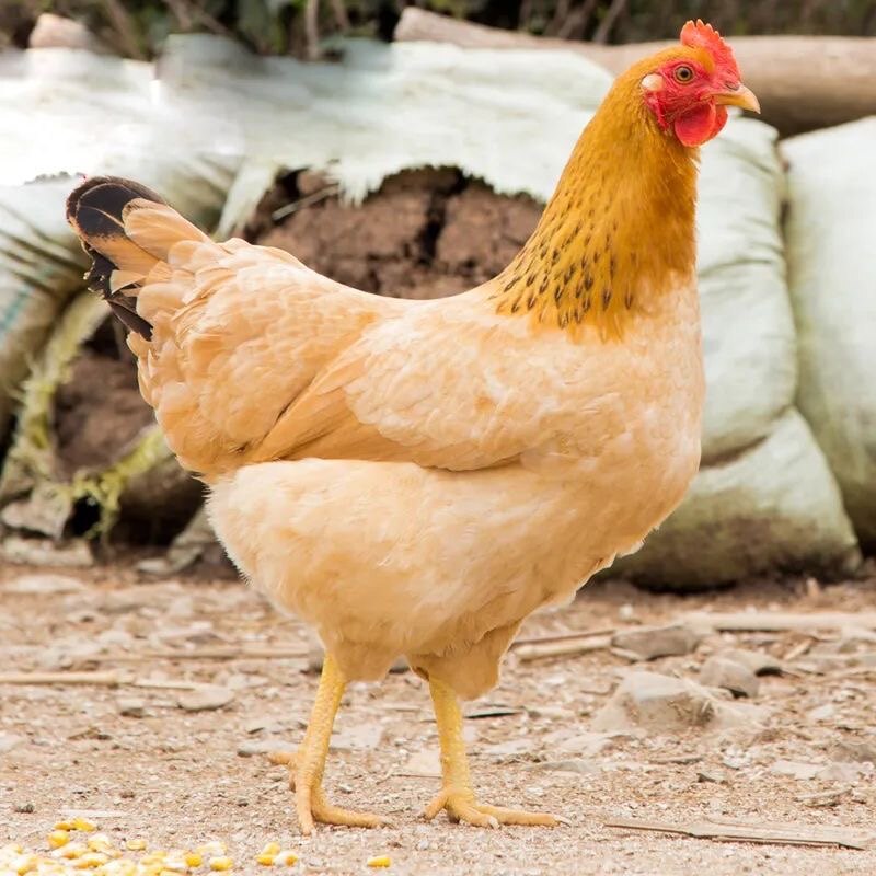 广东湛江走地鸡安铺土鸡农家散养老母鸡白切整只生鲜阉鸡煲汤鲜活