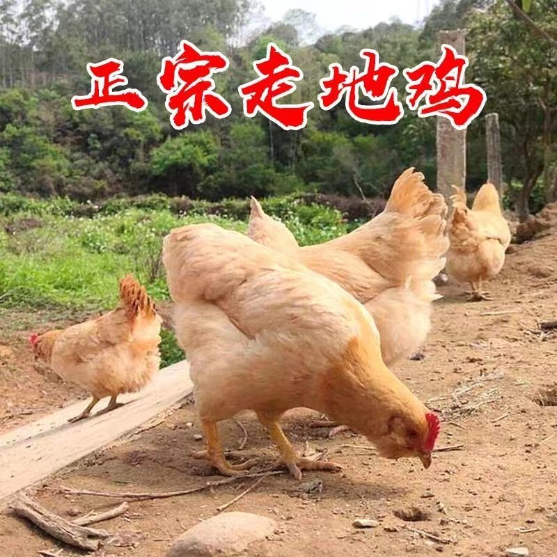 土鸡农家散养湛江走地鸡农土家安铺散养鸡老母鸡白切整只生鲜阉鸡