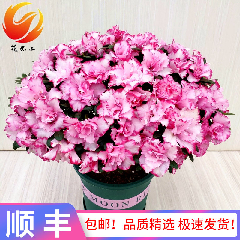 西玛杜鹃花盆栽比利时带花苞四季开花好看绿植开花不断室内外花卉