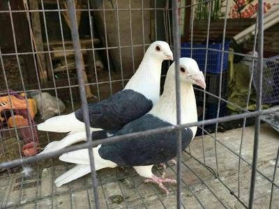 鸽子活体一对白羽王赛鸽乳鸽观赏鸽子白鸽信鸽种鸽青年幼鸽包邮,7