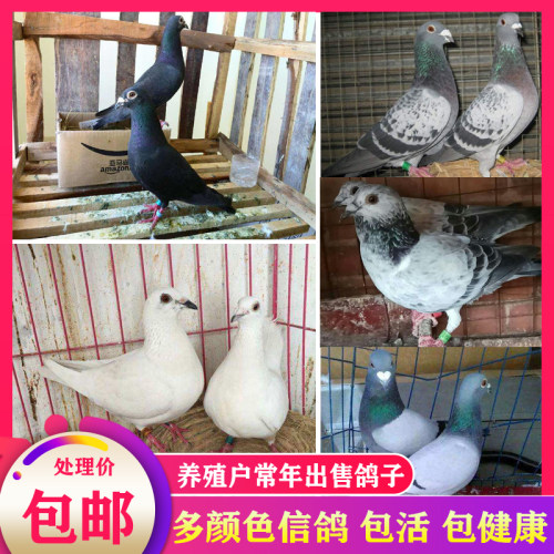 活一对原配信鸽赛鸽肉鸽观赏鸽白色种鸽苗幼鸽包活体健康,100,0,