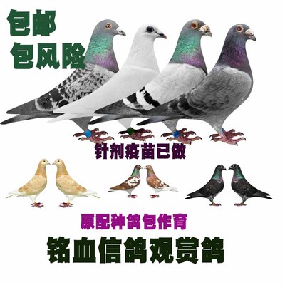 鸽子活体一对成绩鸽国血远程吴淞李鸟西翁白信鸽种鸽青年幼鸽包邮