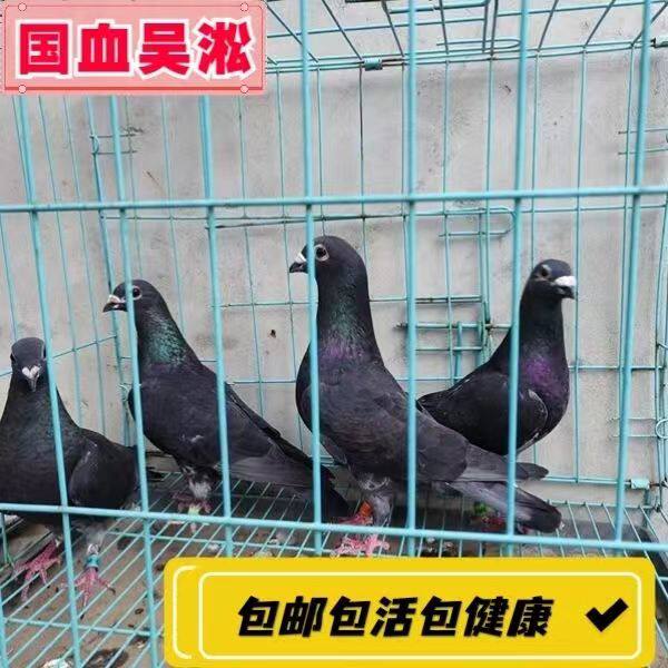 鸽子活体李鸟吴淞信鸽成绩鸽鸽吴淞活体赛鸽公棚鸽天落,350,0,信