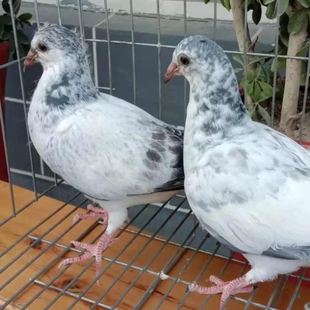 鸽子活体一对信鸽种鸽青年鸽红二线瓦灰雨点红雨点麒麟花精品信鸽
