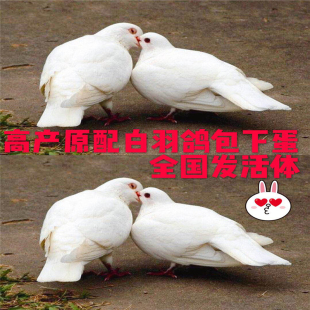 鸽子活一对白羽王信鸽赛鸽肉鸽原配下蛋种鸽青年鸽乳鸽活体鸽子鸟