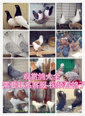 观赏鸽.凤尾.淑女，秀，两头乌，信鸽.两头红.大鼻子,鸽子活体,5,