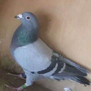 信鸽活体成绩鸽血统鸽天落鸟赛鸽公棚大鼻子鸽子活体名家鸽种鸽幼