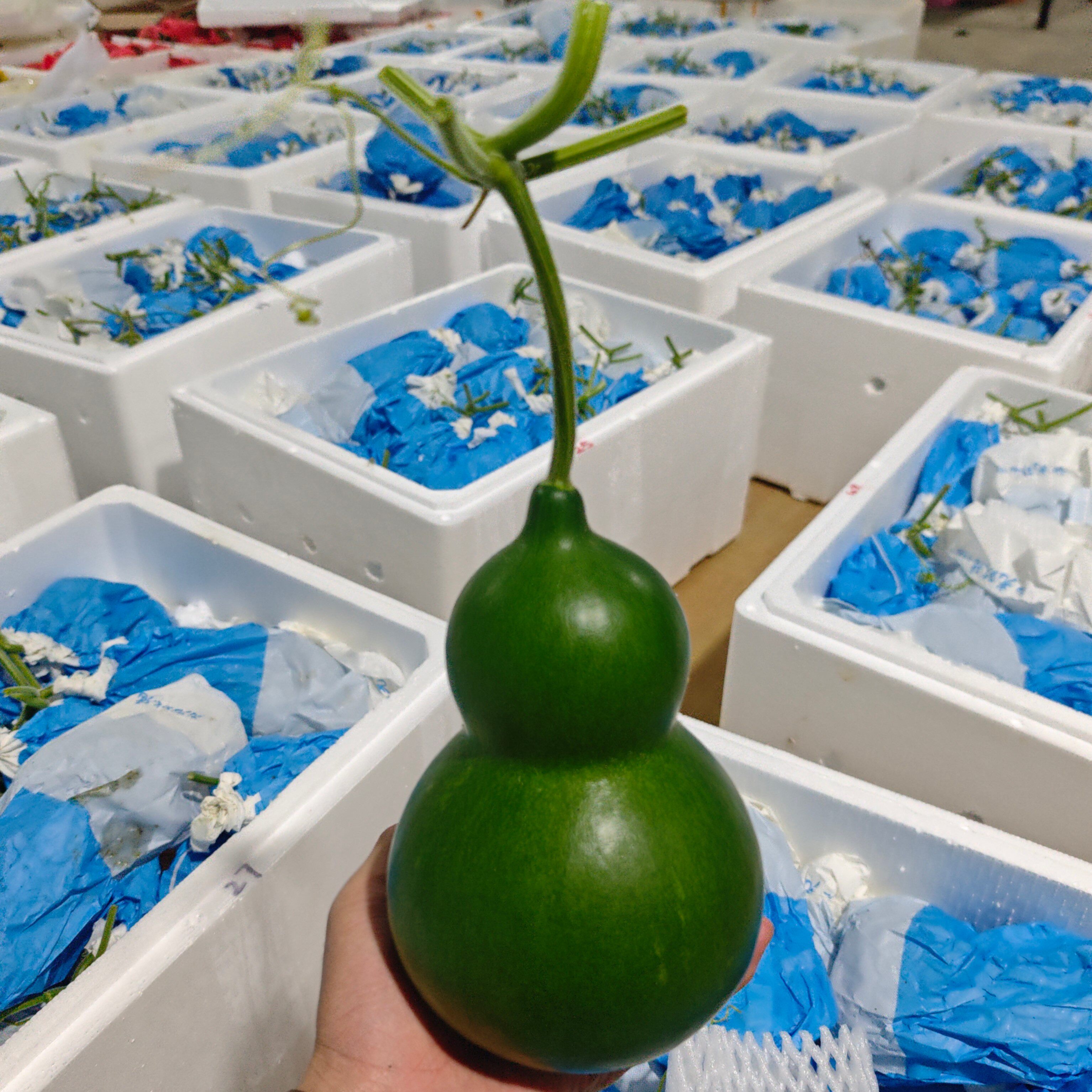 云南新鲜青皮葫芦文玩摆件招财福禄吉祥纯天然葫芦翡翠白玉葫芦