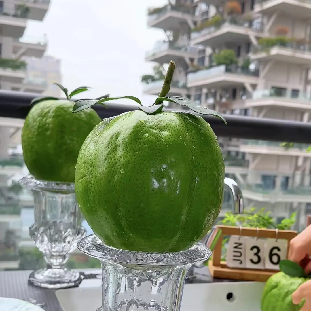 云南香橼新鲜香橼果佛手柑现摘清供观赏闻香天然香薰自然清香绿植,鲜花速递/花卉仿真/绿植园艺,花材,淘宝优惠券,粉丝福利购,淘宝优惠卷