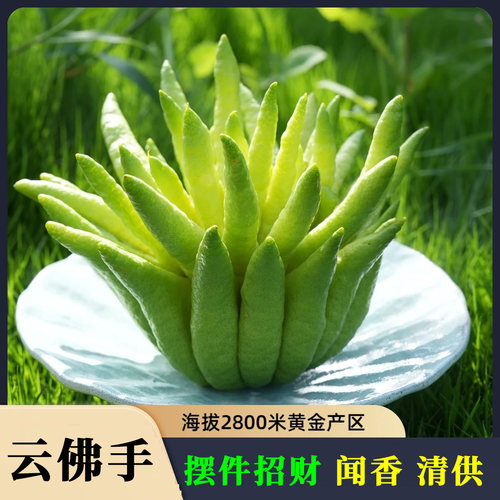 云南高山观赏佛手柑天然香薰