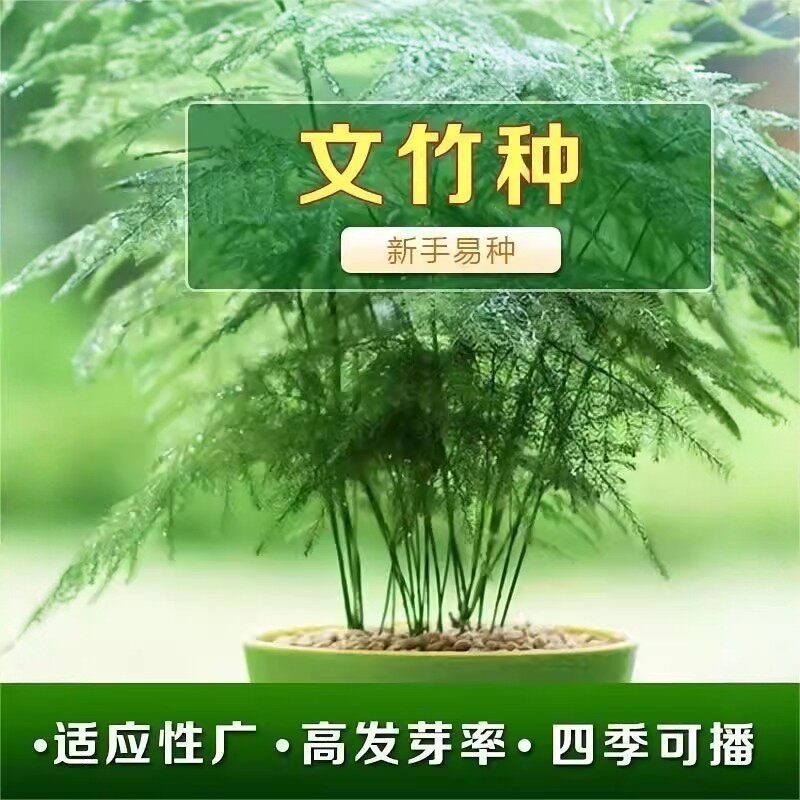 文竹种子四季常青多年生懒人阳台室内外盆栽云竹云片松中字花种籽
