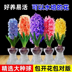 风信子种球水培套装荷兰进口四季水养花卉耐寒植物土培盆栽花种子
