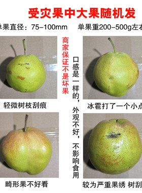 玉露香梨新鲜水果脆甜多汁5/9斤