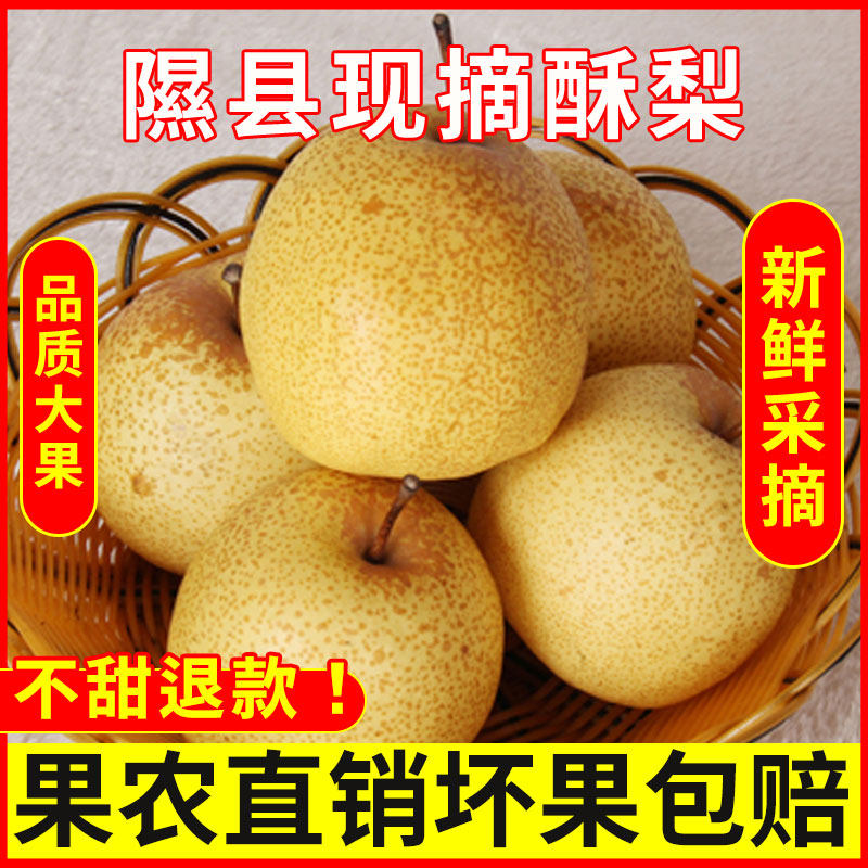 山西隰县酥梨新鲜正宗蜜梨应季水果梨子脆甜香梨多汁果园现摘包邮