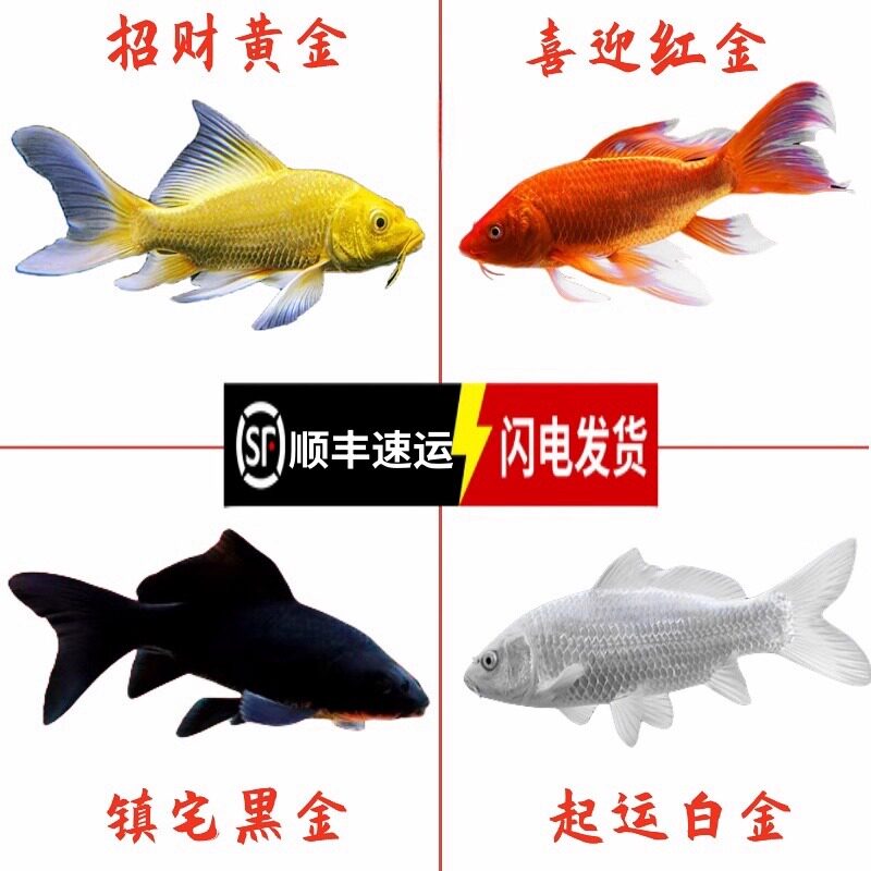 冷水锦鲤鱼活鱼观赏鱼纯种大型红白淡水好养耐活金鱼红鲤鱼小鱼苗
