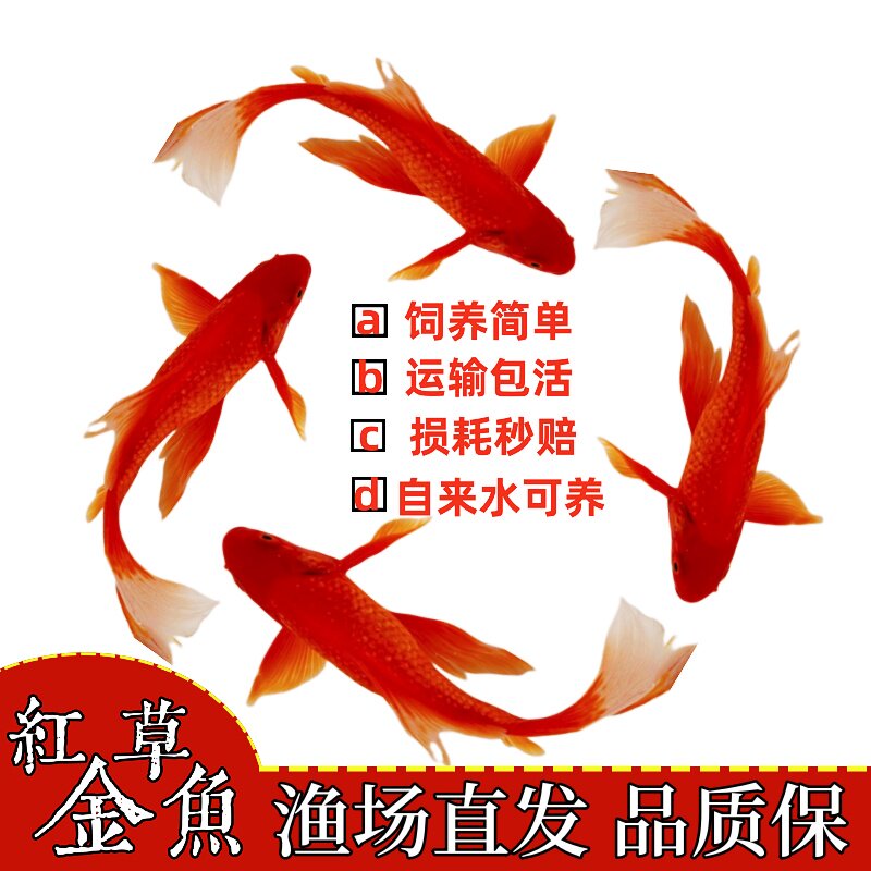 冷水小金鱼观赏鱼精品纯种锦鲤鱼小观赏鱼耐活冷水鱼苗红草鱼鱼苗