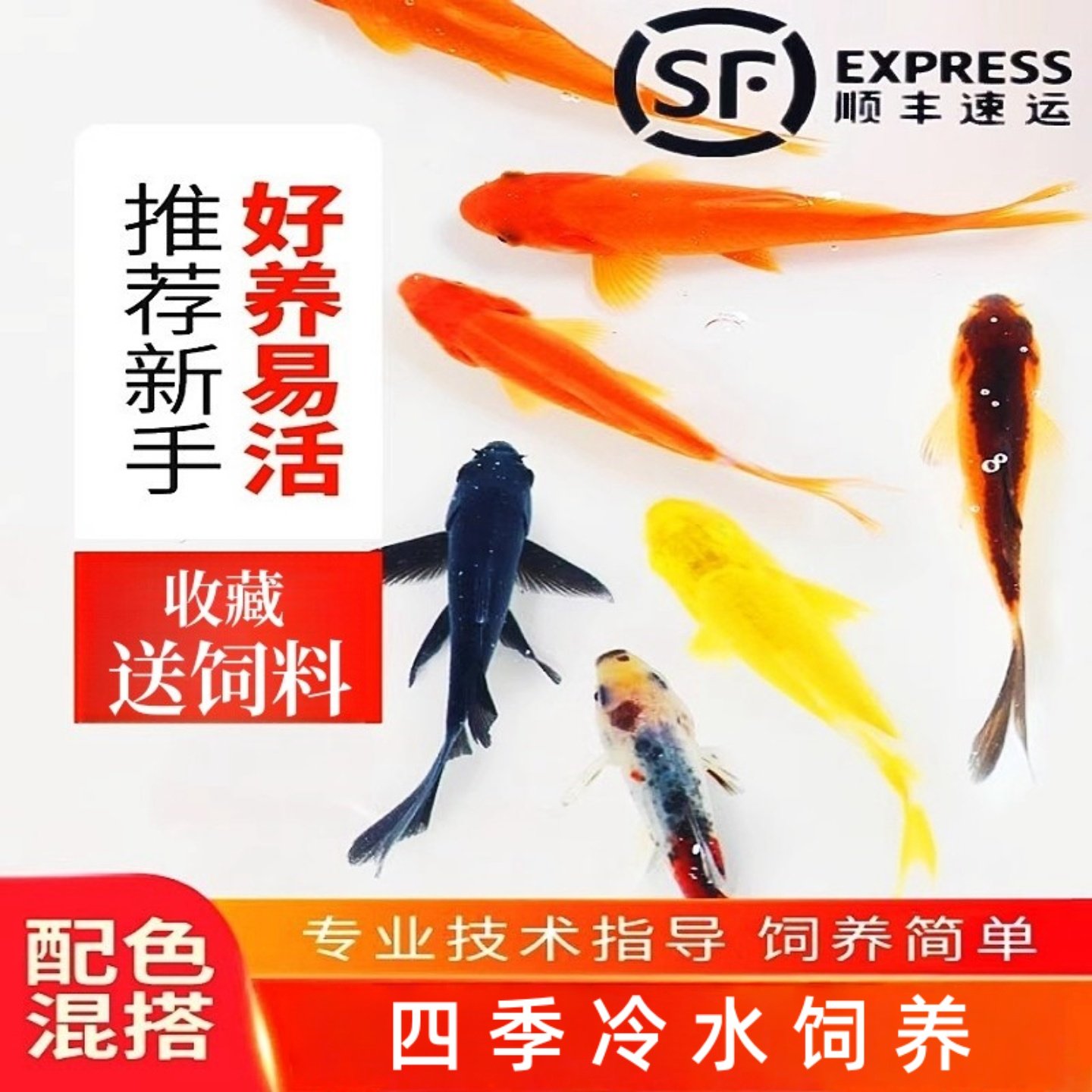 观赏鱼草金鱼苗冷水活体鱼小鱼活鱼小宠物好养耐活龙鱼乌龟饲料鱼