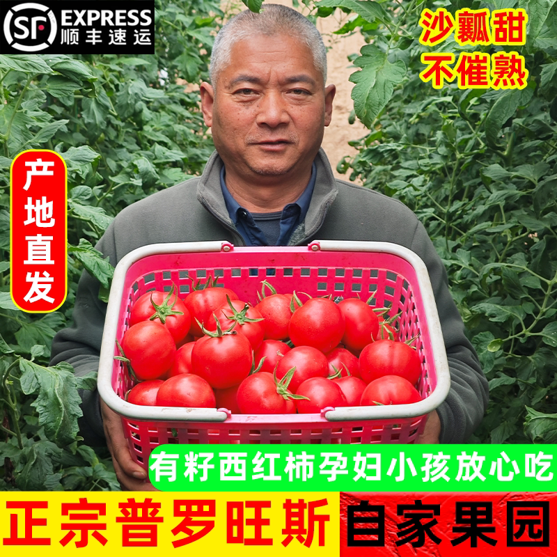 现摘陕西普罗旺斯水果生吃西红柿蔬菜番茄新鲜沙瓤自然熟非转基因