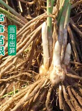 芦笋苗根绿色芦笋苗种四季蔬菜苗盆栽根苗种阳台庭院种植多年根生
