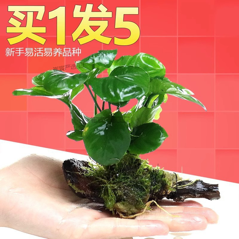 鱼缸造景套餐性水榕沉木真水淡水无土植物增氧趴地矮珍珠