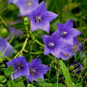 桔梗花盆栽种植价格 桔梗花盆栽种植图片 星期三