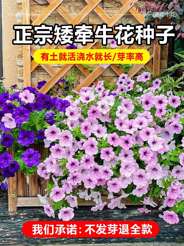 牵牛花种孑重瓣矮四季播开